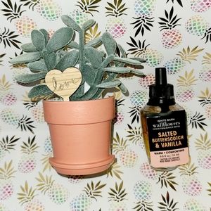 Potted Succulent Wallflower Plug & Refill